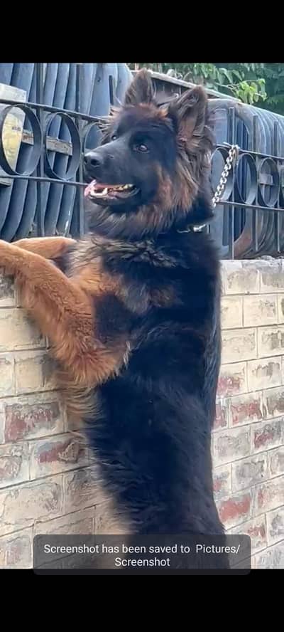 fully healthy end active long kot female argent sale