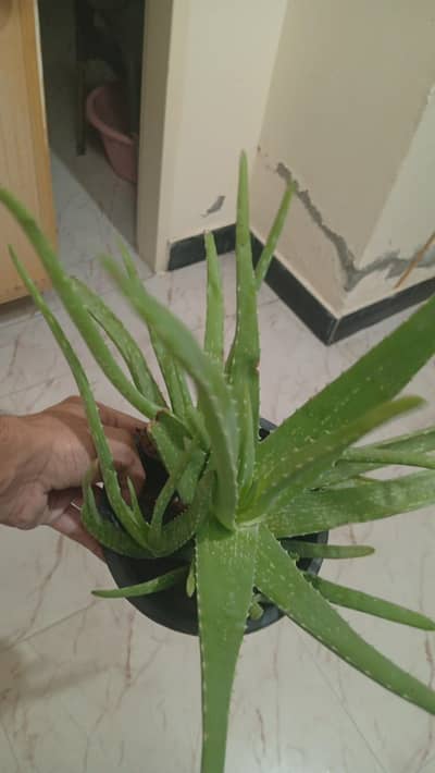 Fresh aloe Vera