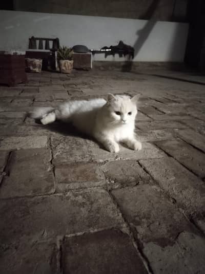 I want to sale perdian double coated cats