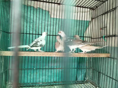 Pied or Diamond Dove