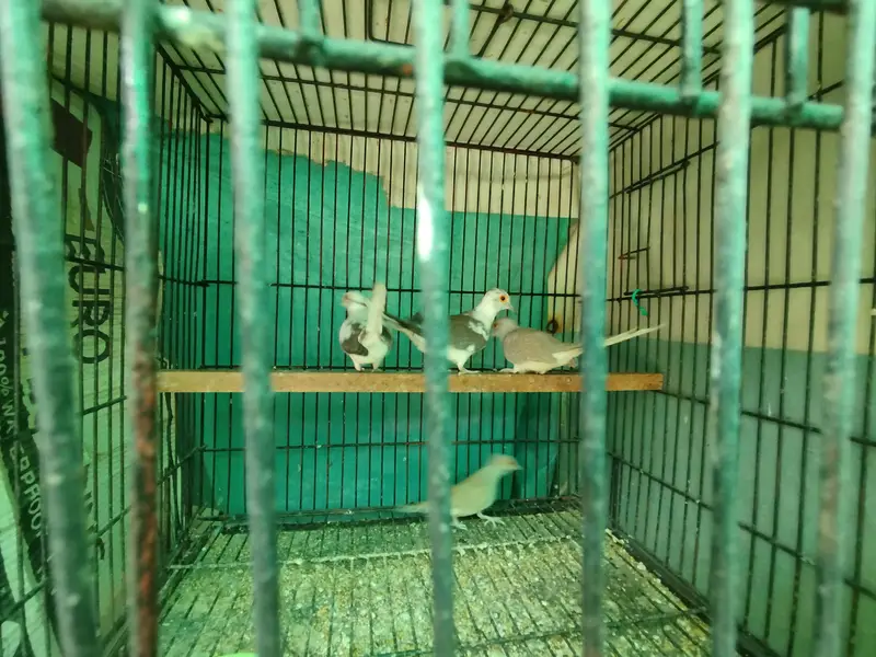 Pied or Diamond Dove — photo 2