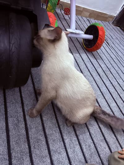 Siamese