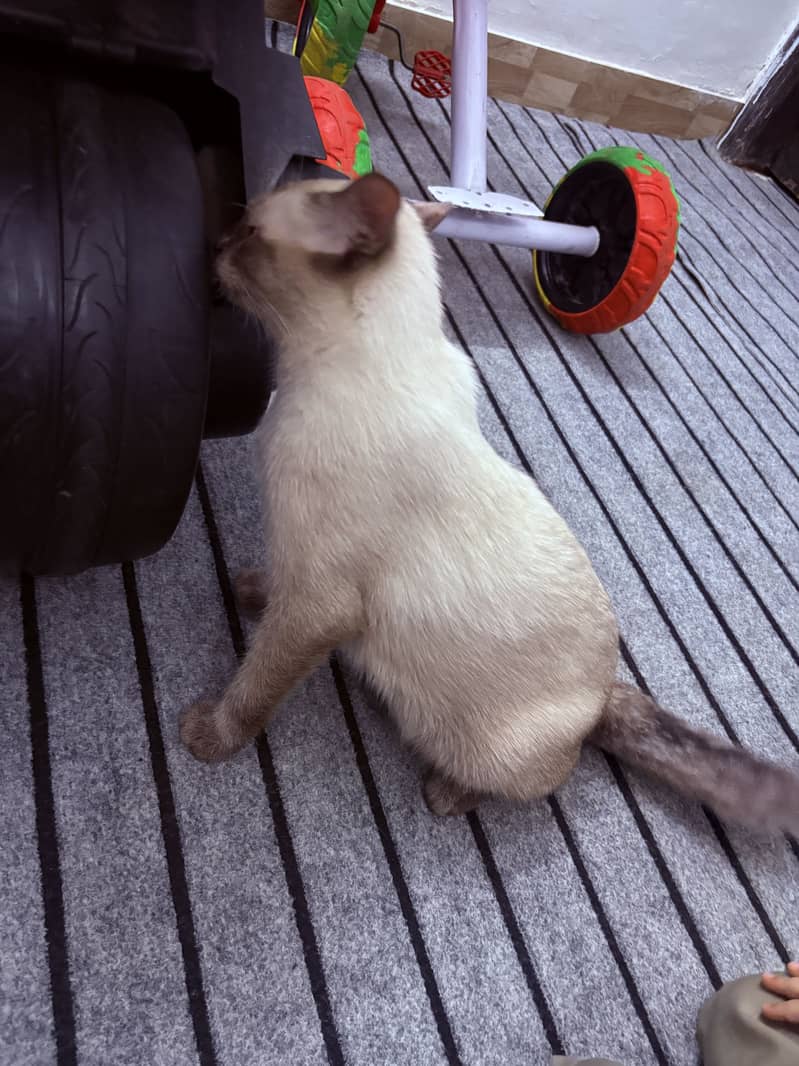 Siamese 0