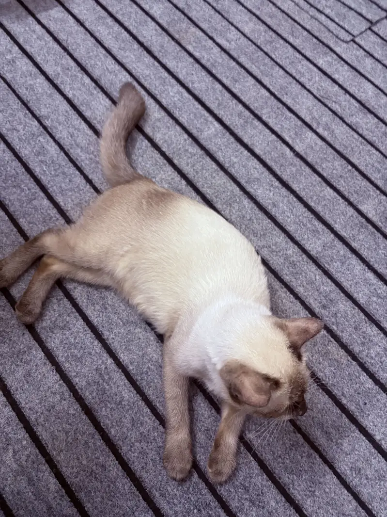 Siamese — photo 2