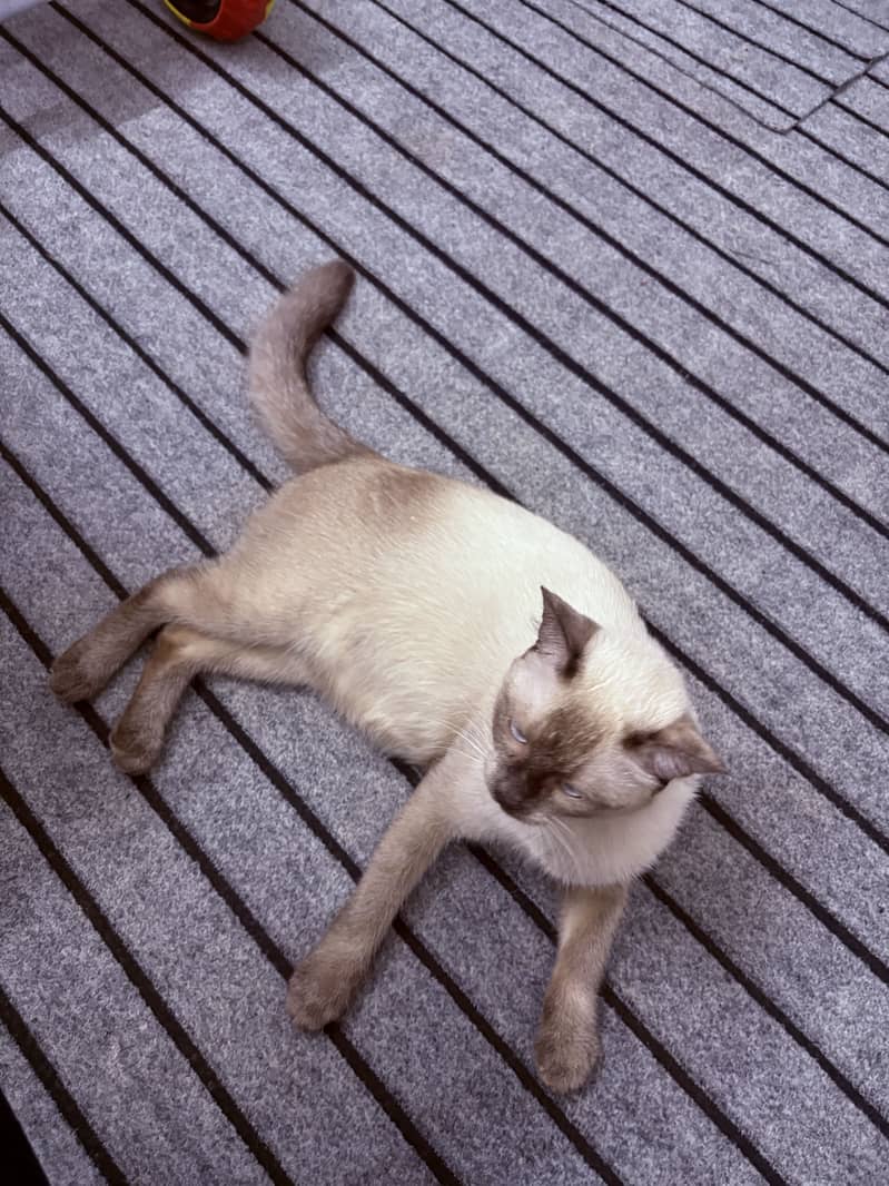 Siamese 2