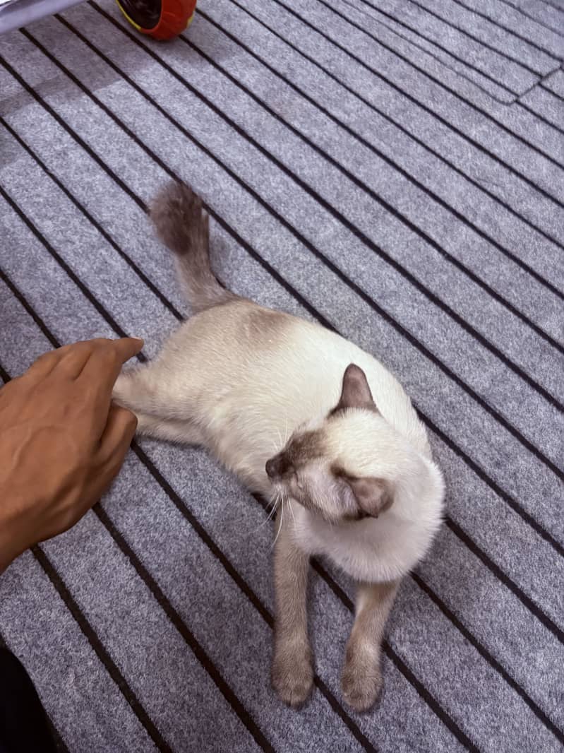 Siamese 3