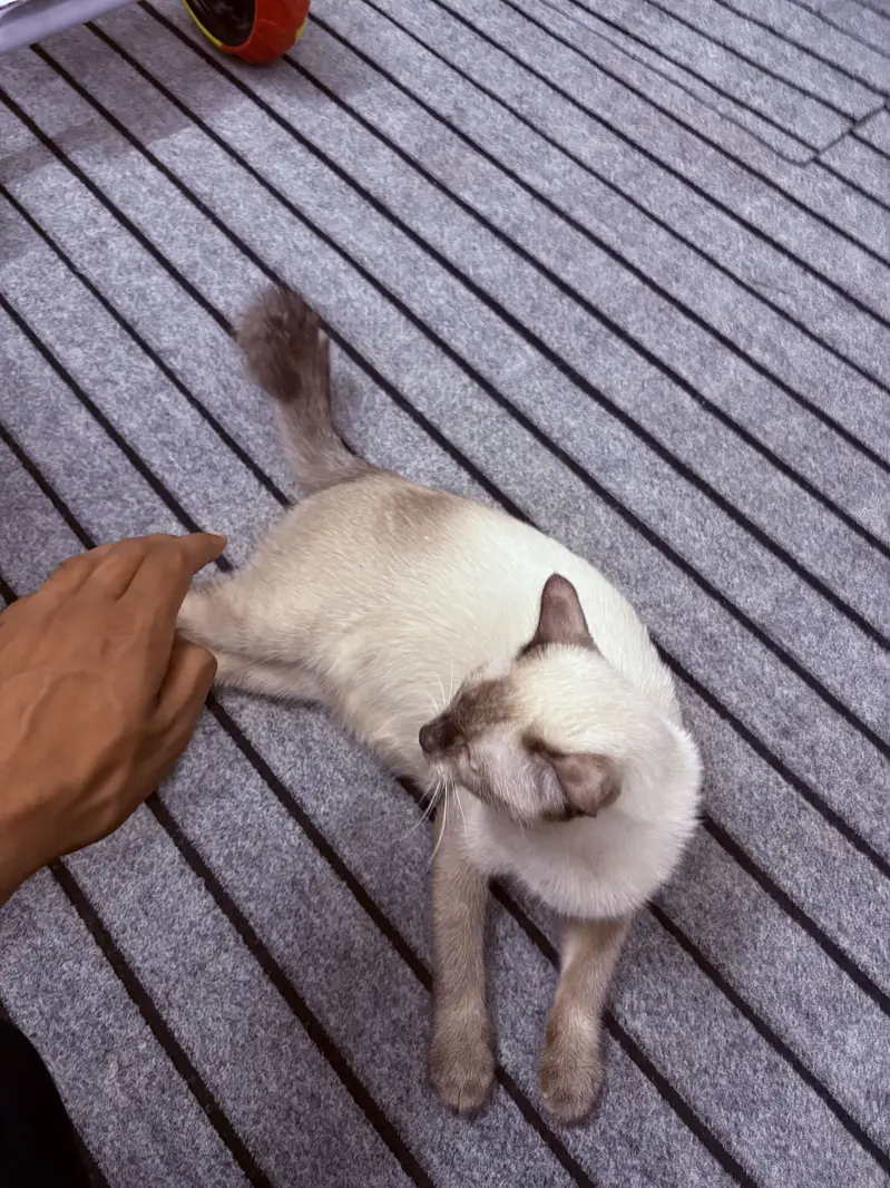 Siamese — photo 4