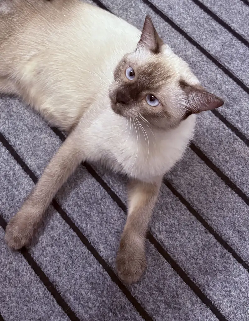 Siamese — photo 5