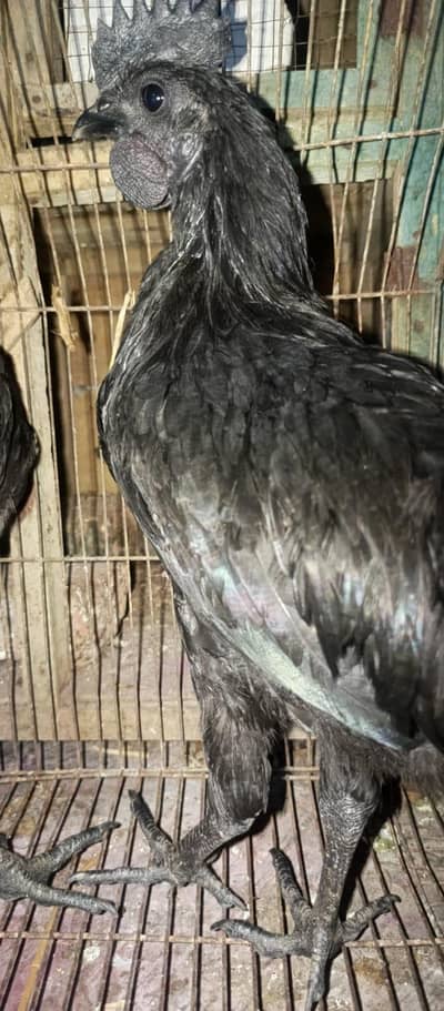 ayam cemani