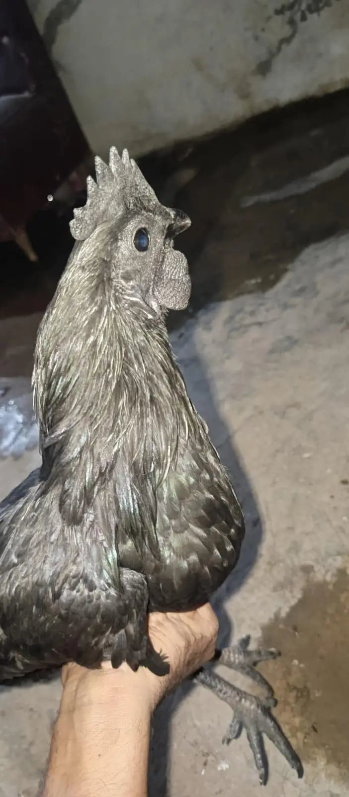ayam cemani — photo 2