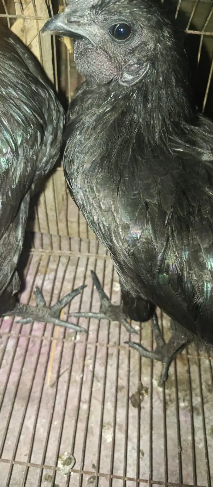 ayam cemani — photo 3