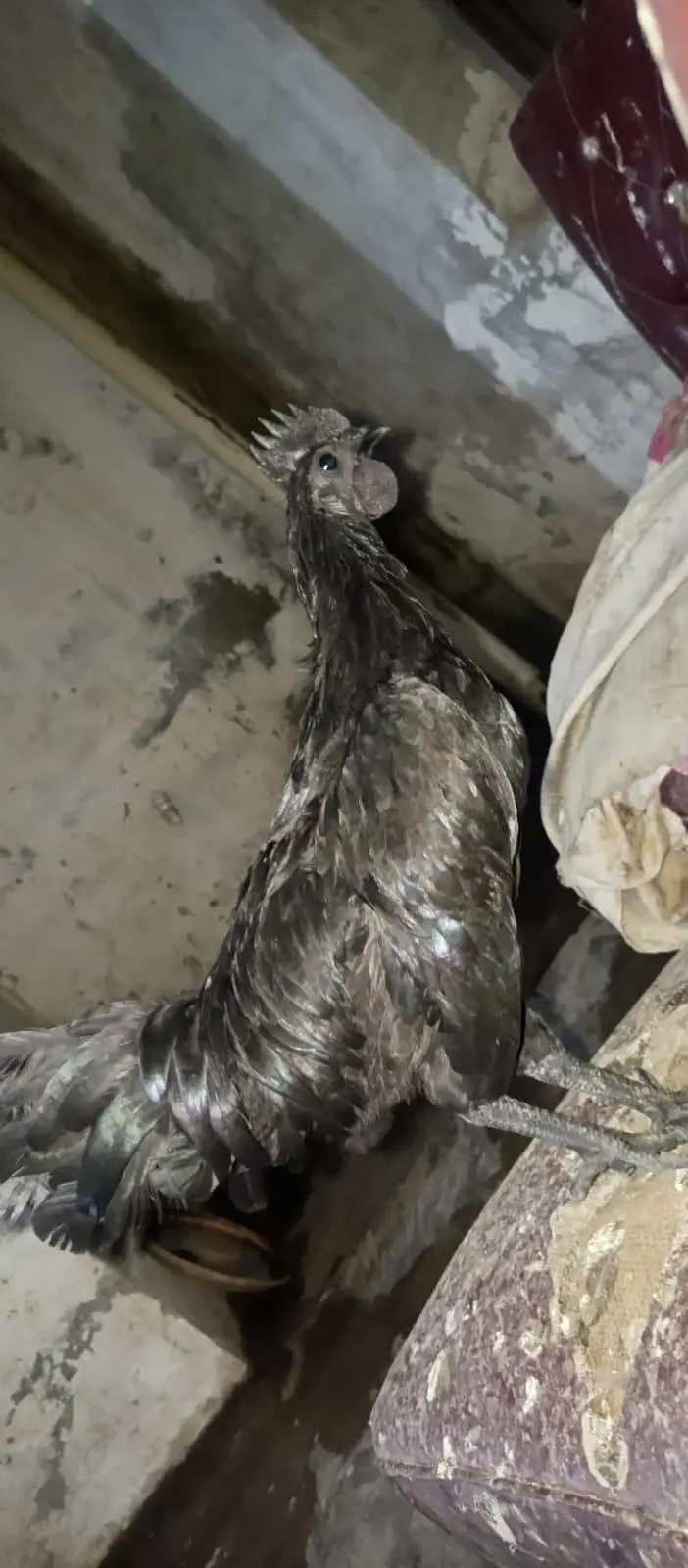ayam cemani — photo 4