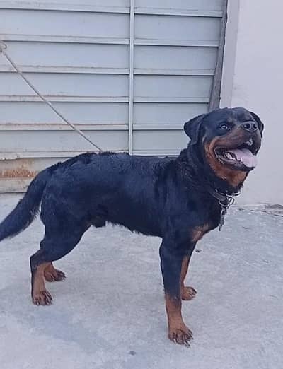 rottweiler for sale or exchange