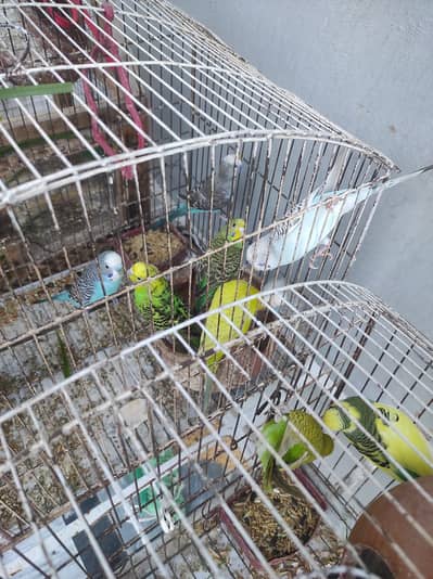 Budgie Pairs