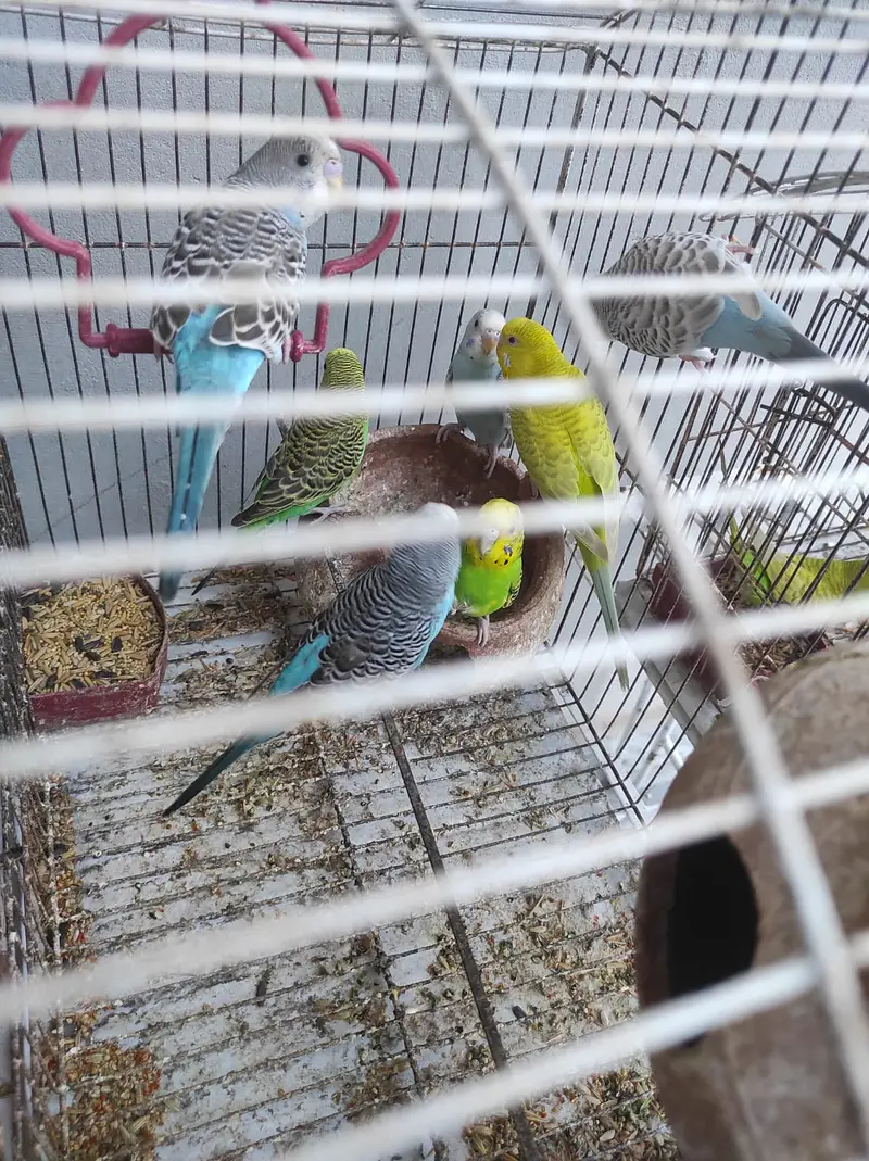 Budgie Pairs — photo 2