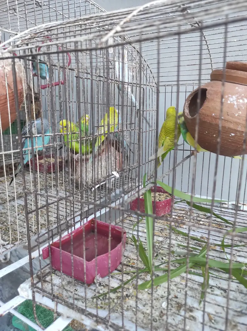 Budgie Pairs — photo 3