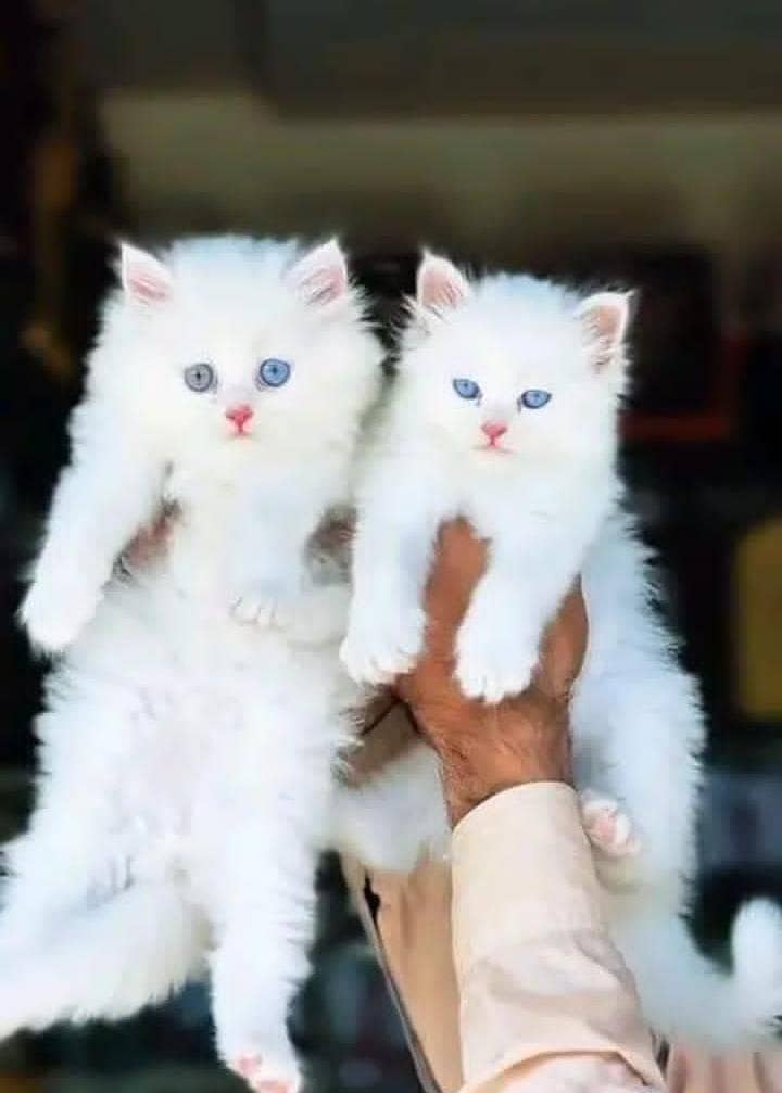 white cat  0