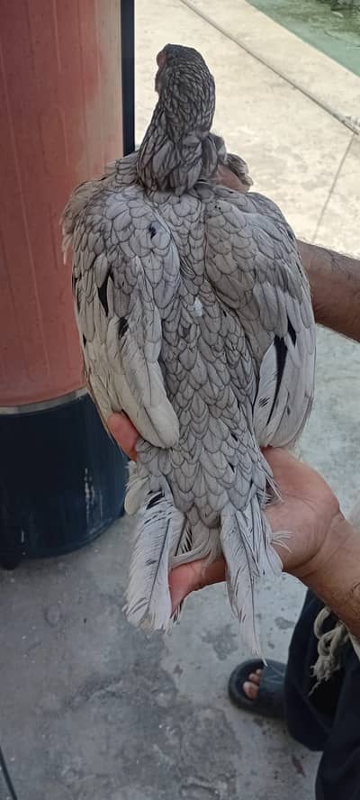 1 Heera chanii female . 1 female garay high quality
