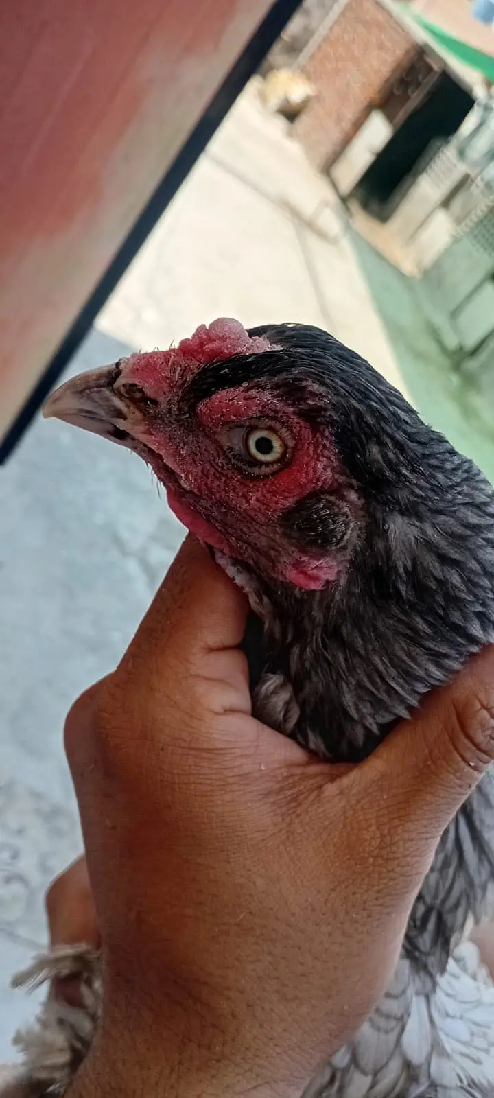 1 Heera chanii female . 1 female garay high quality — photo 2