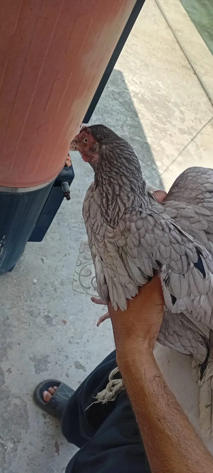 1 Heera chanii female . 1 female garay high quality — photo 3