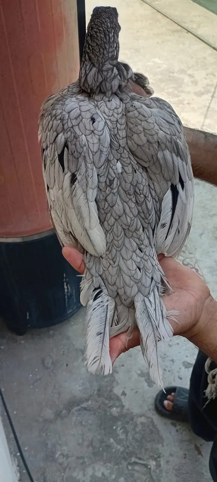 1 Heera chanii female . 1 female garay high quality — photo 4