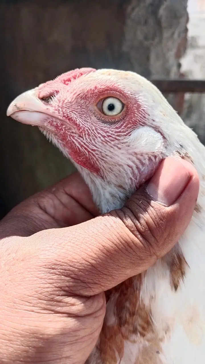 1 Heera chanii female . 1 female garay high quality — photo 6