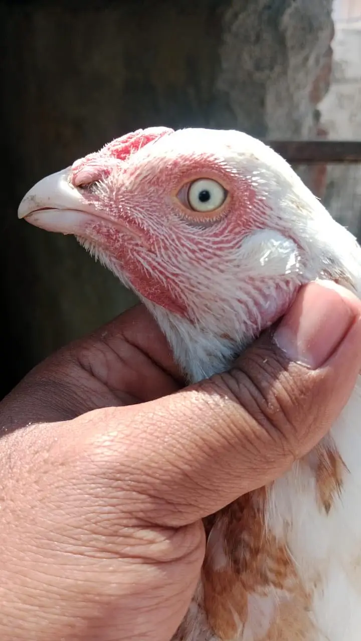 1 Heera chanii female . 1 female garay high quality — photo 7