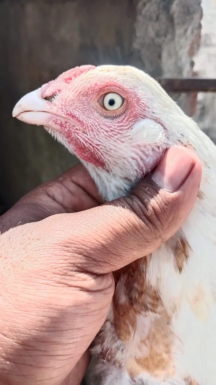 1 Heera chanii female . 1 female garay high quality — photo 8