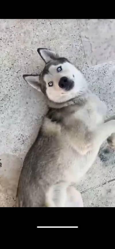 alaskan husky