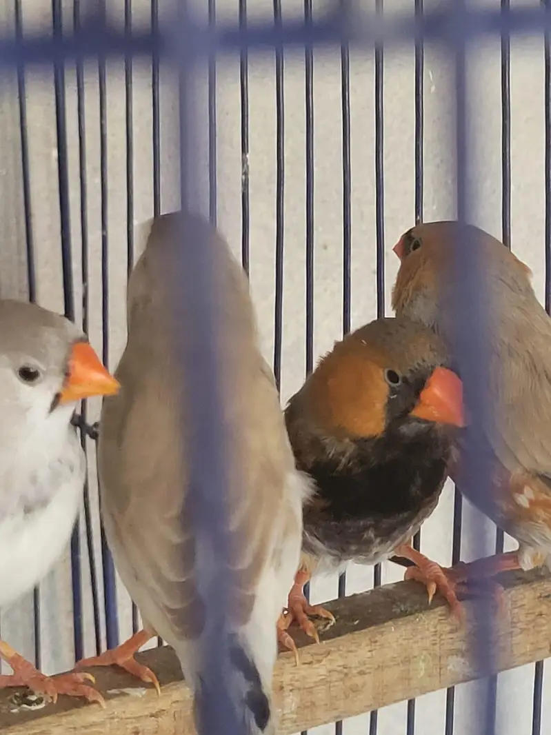 Zebra Finches Exhibition