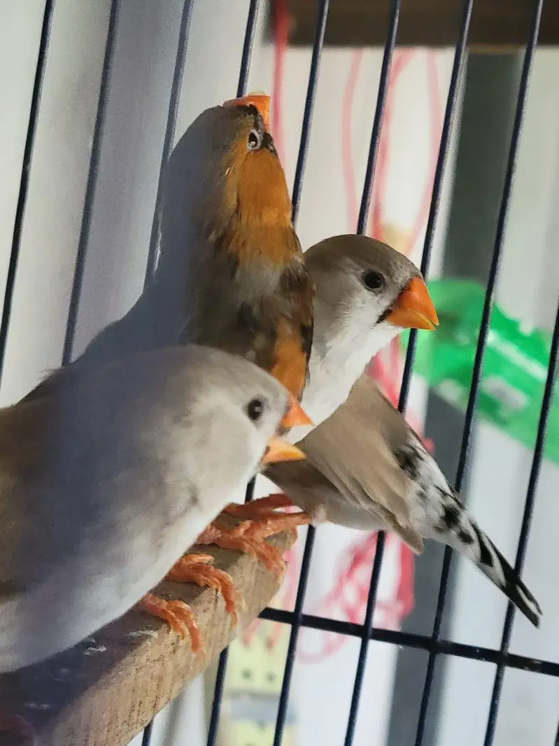 Zebra Finches Exhibition — photo 2