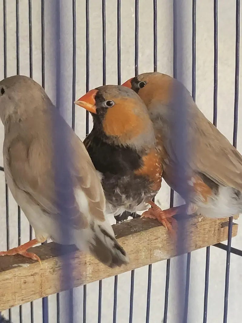 Zebra Finches Exhibition — photo 3