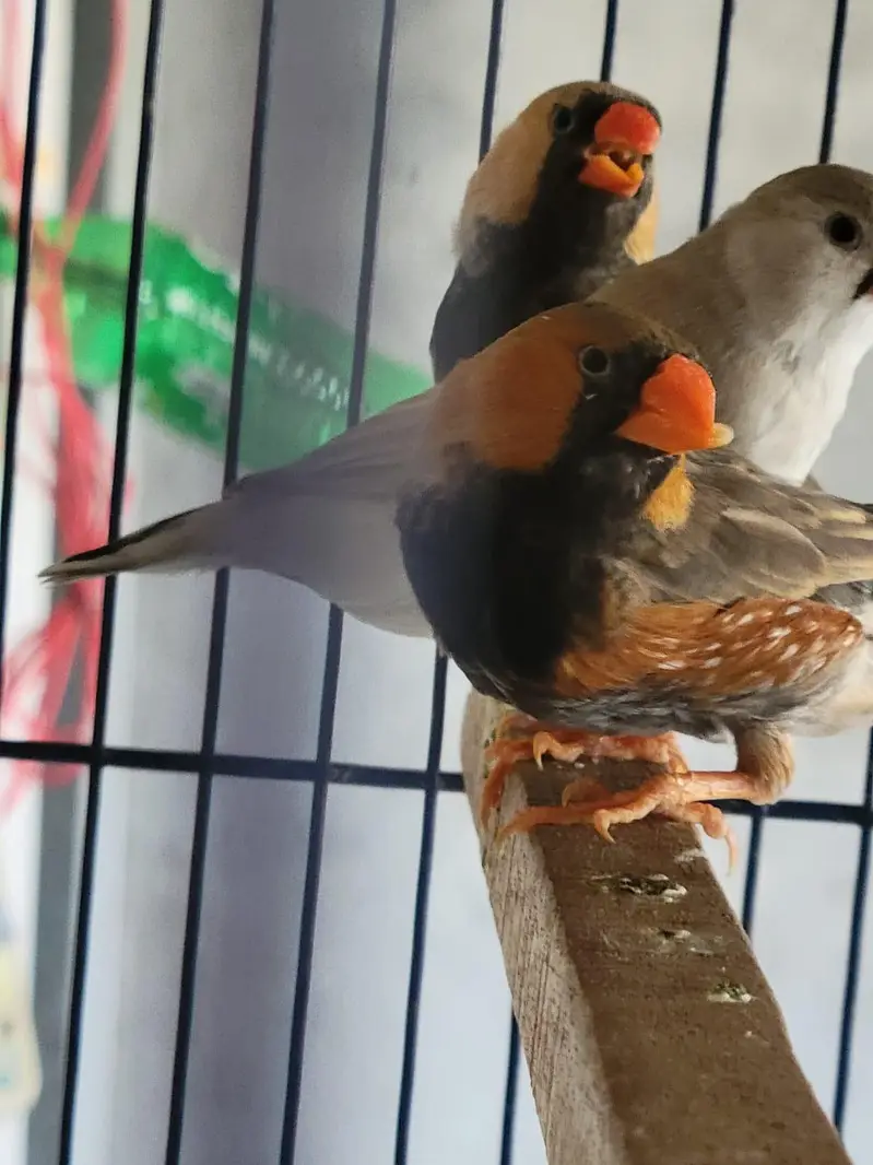 Zebra Finches Exhibition — photo 4