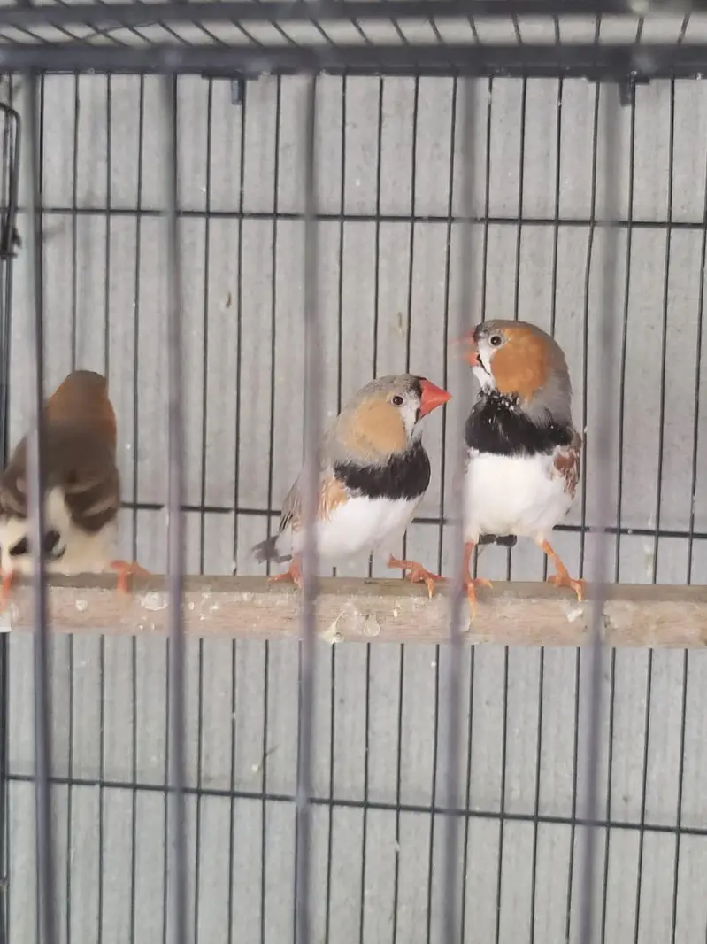 Zebra Finches Exhibition — photo 5