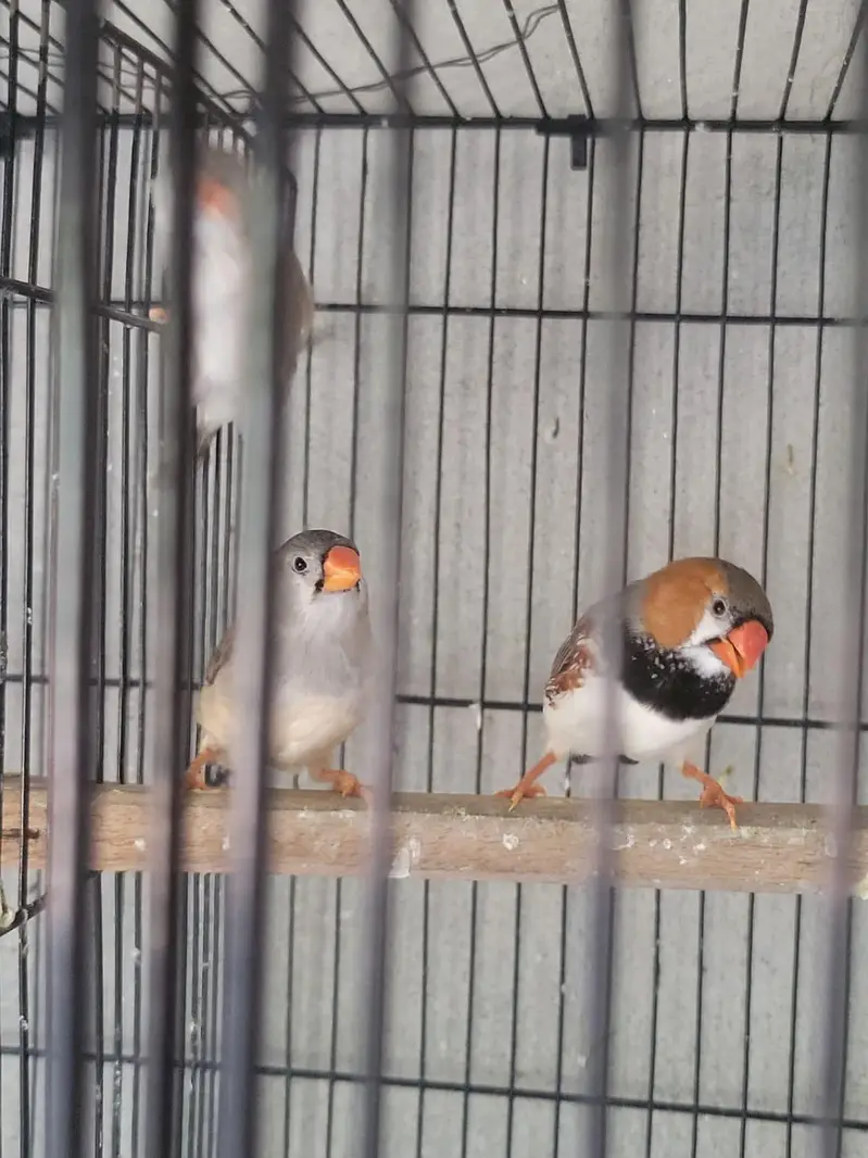 Zebra Finches Exhibition — photo 6