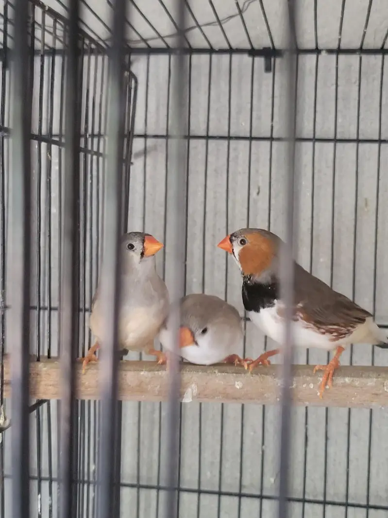 Zebra Finches Exhibition — photo 7