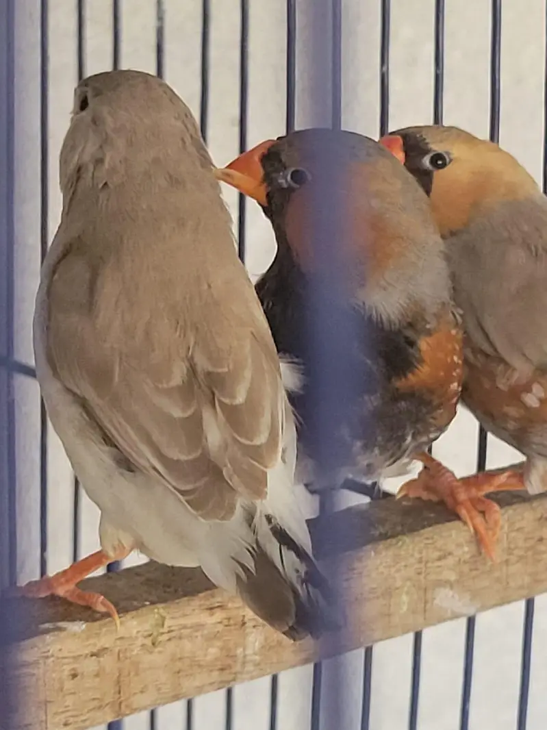 Zebra Finches Exhibition — photo 8