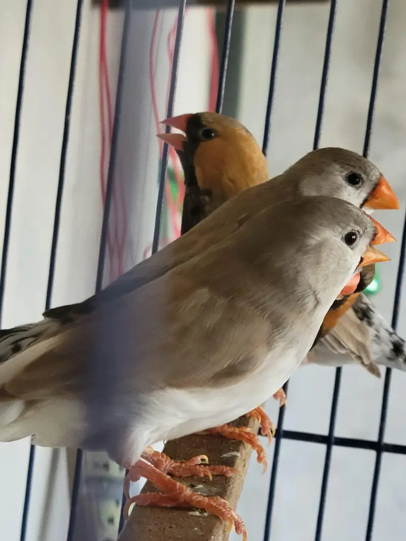 Zebra Finches Exhibition — photo 9