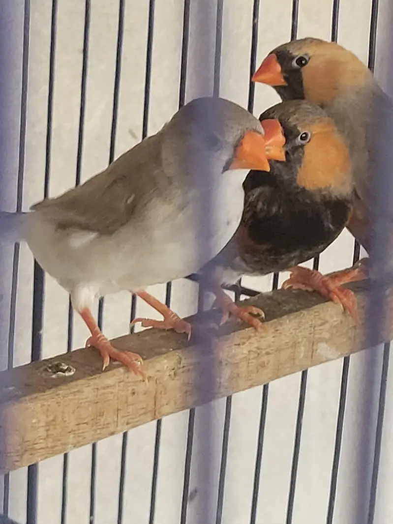 Zebra Finches Exhibition — photo 10