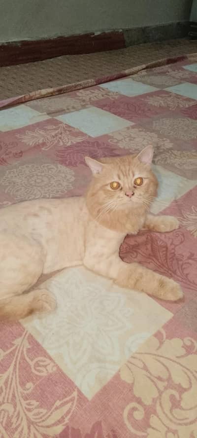 TRIPLE COAT GINGER PERSIAN CAT