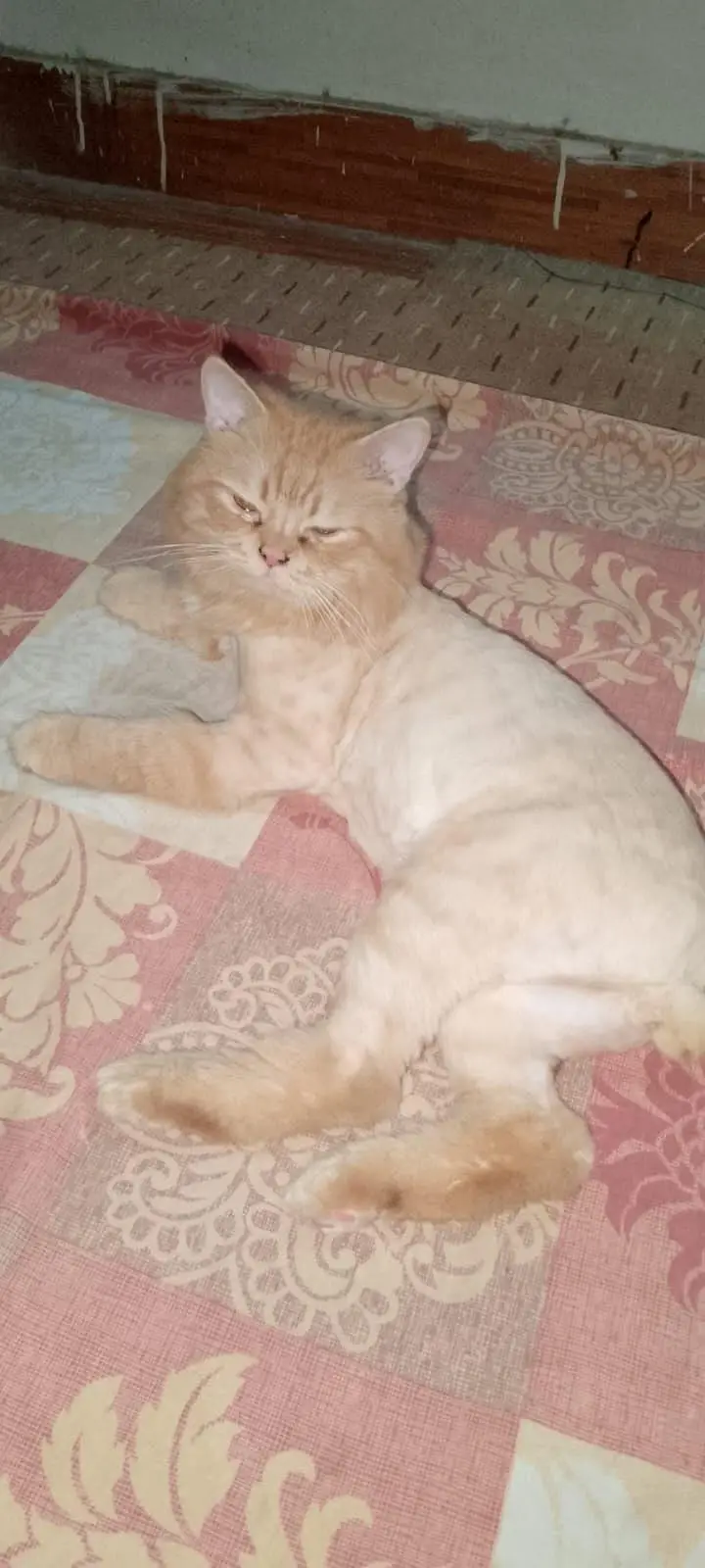 TRIPLE COAT GINGER PERSIAN CAT — photo 2