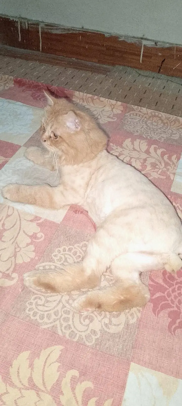 TRIPLE COAT GINGER PERSIAN CAT — photo 3