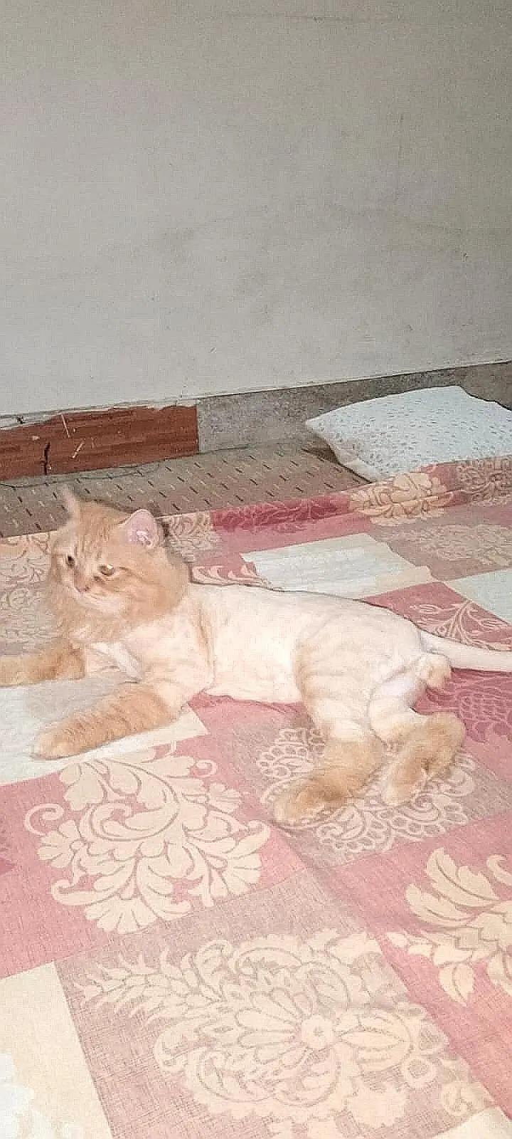 TRIPLE COAT GINGER PERSIAN CAT — photo 4