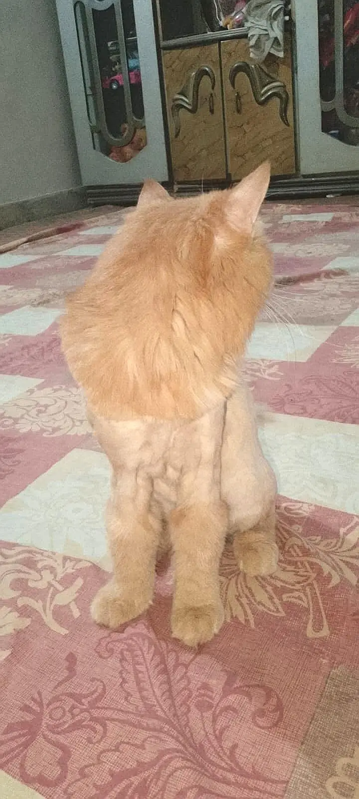 TRIPLE COAT GINGER PERSIAN CAT — photo 5