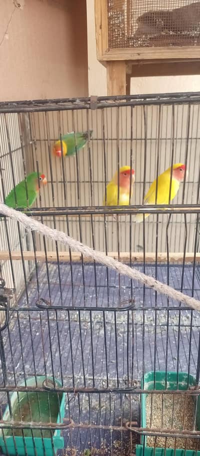 love birds 2 pair