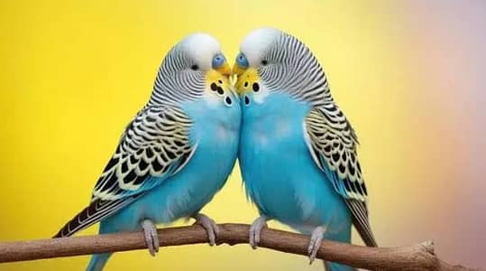 Need Budgies in Jaal Rate