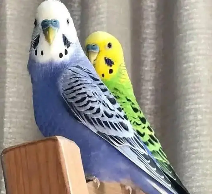 Need Budgies in Jaal Rate — photo 2