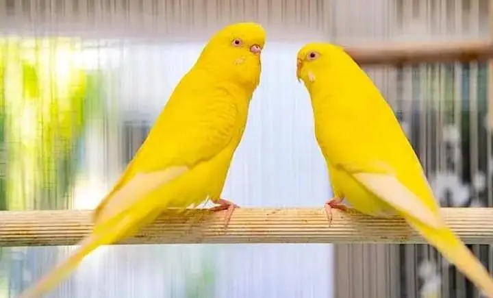 Need Budgies in Jaal Rate — photo 3