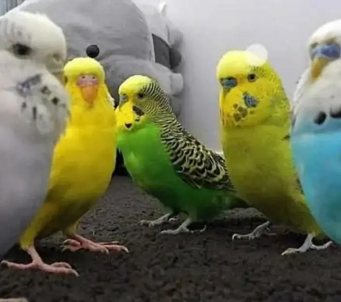 Need Budgies in Jaal Rate — photo 4