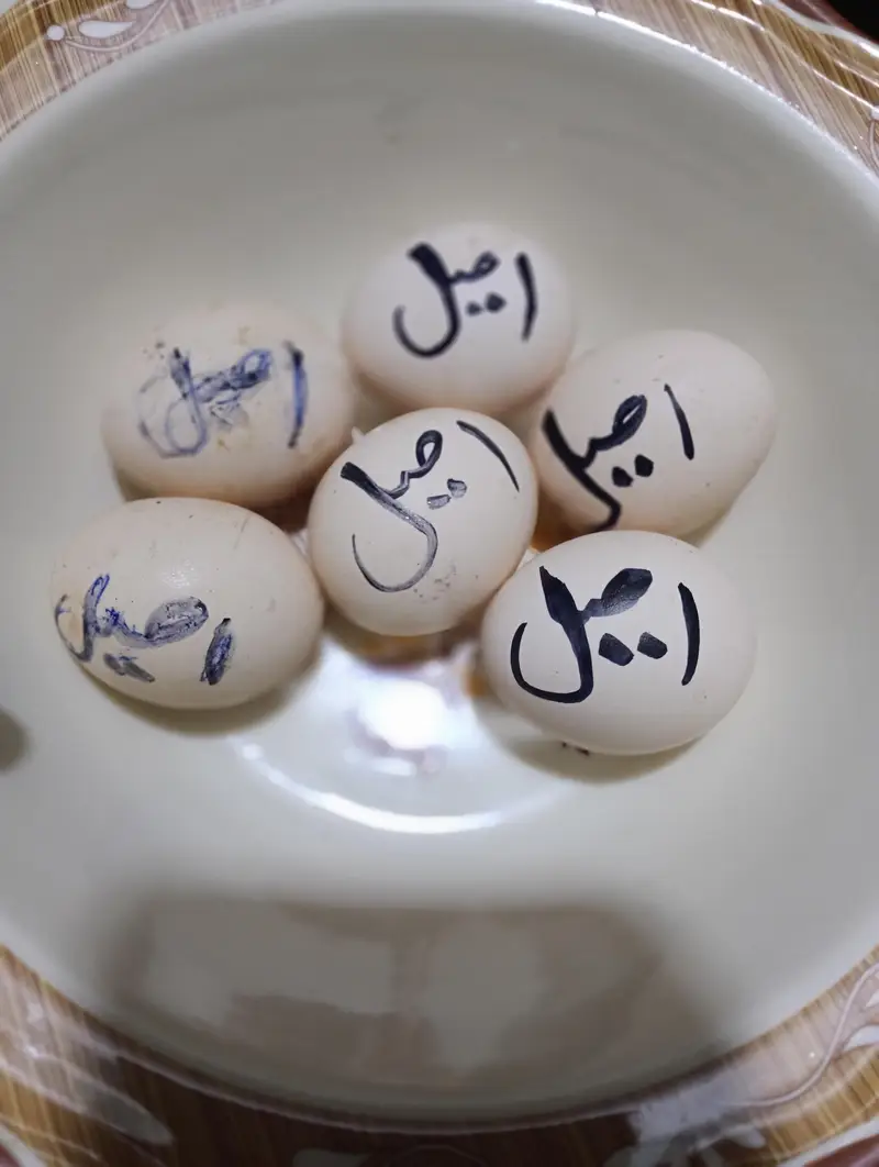 Aseel high quality eggs — photo 2